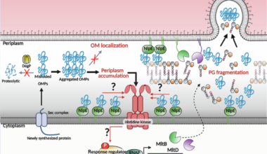 Periplasmic crowding and peptidoglycan hydrolase activity as drivers of outer membrane vesiculation in Acinetobacter baumannii