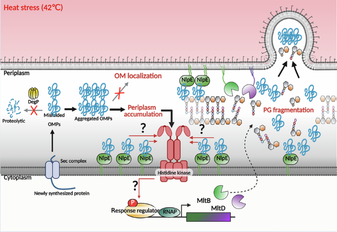 Periplasmic crowding and peptidoglycan hydrolase activity as drivers of outer membrane vesiculation in Acinetobacter baumannii