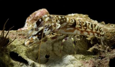Meet The Shrimp That Creates Shockwaves Hotter Than The Sun’s Surface — A Biologist Explains