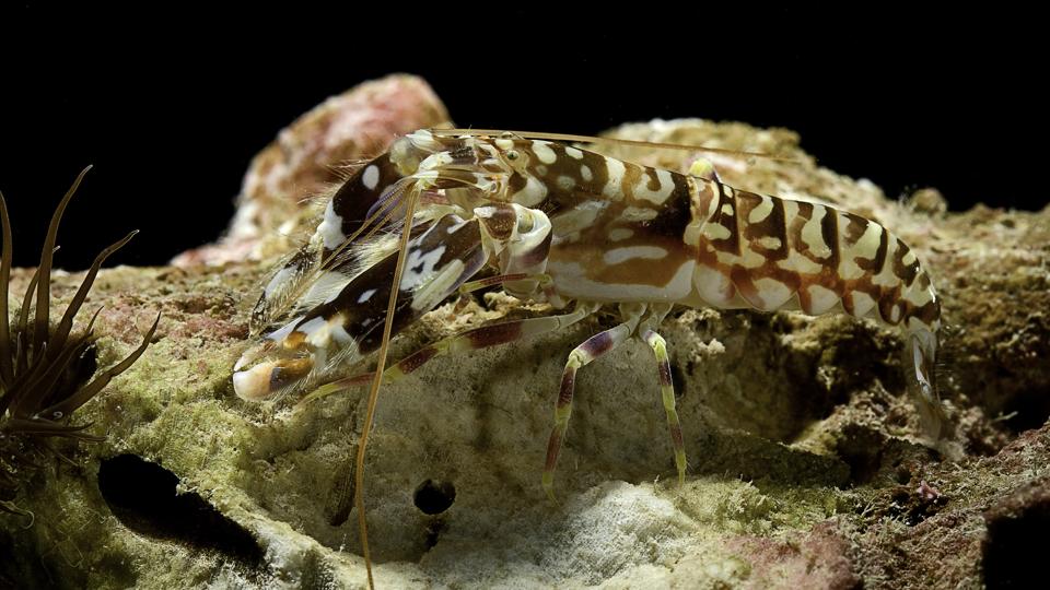 Meet The Shrimp That Creates Shockwaves Hotter Than The Sun’s Surface — A Biologist Explains