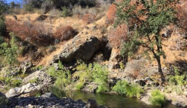 A wildflower in California reveals a newly documented evolutionary process - CTV News