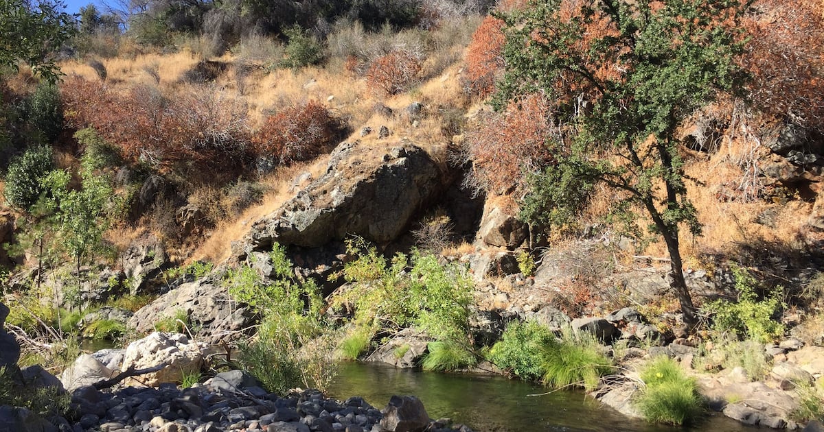 A wildflower in California reveals a newly documented evolutionary process - CTV News