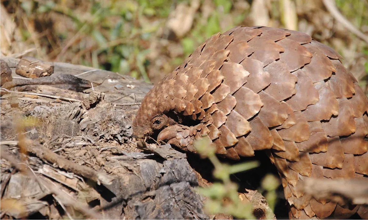 This Pangolin’s Lunch Routine Shows Why the World’s Most Trafficked Mammal Is So Unique
