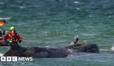 Whale swims off sandbank after big German rescue effort on Baltic coast - BBC