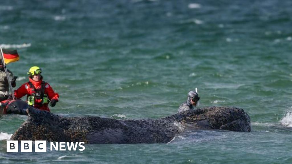Whale swims off sandbank after big German rescue effort on Baltic coast - BBC