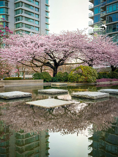 Vancouver Cherry Blossoms