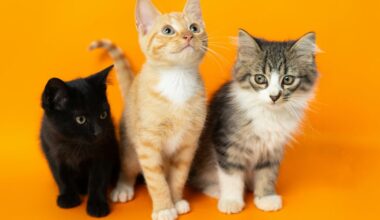 What pet cats can tell us about human cancer