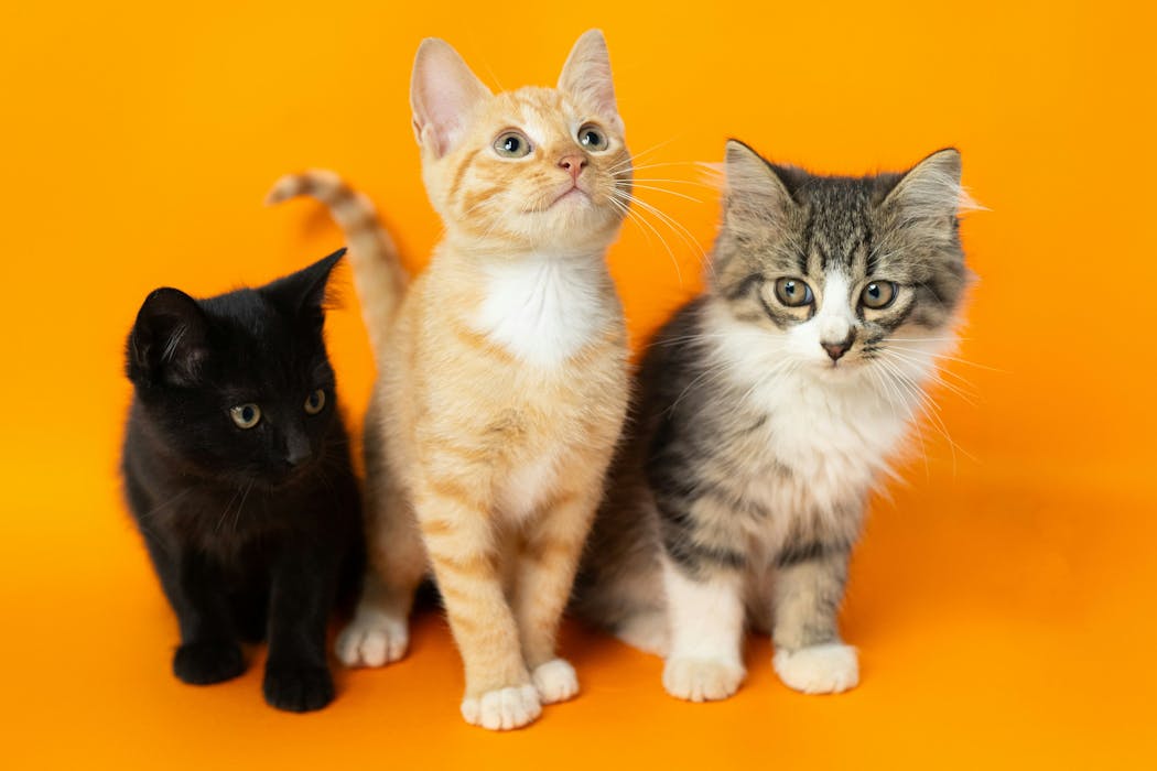 What pet cats can tell us about human cancer