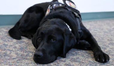Police give 'pupdate' on K9 that can find digital devices