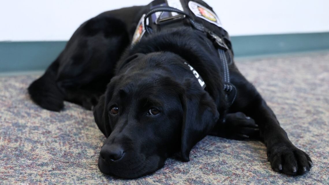 Police give 'pupdate' on K9 that can find digital devices