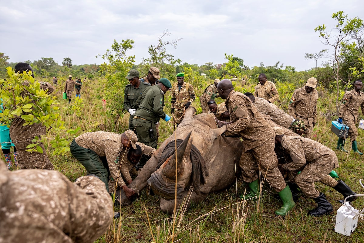 Rhinos return to protected Ugandan park four decades after poaching-driven extinction