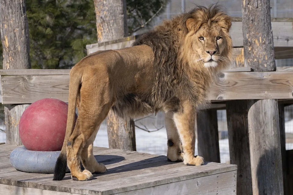 Kiros explores his living space at The Wildcat SanctuaryCredit: The Wildcat Sanctuary