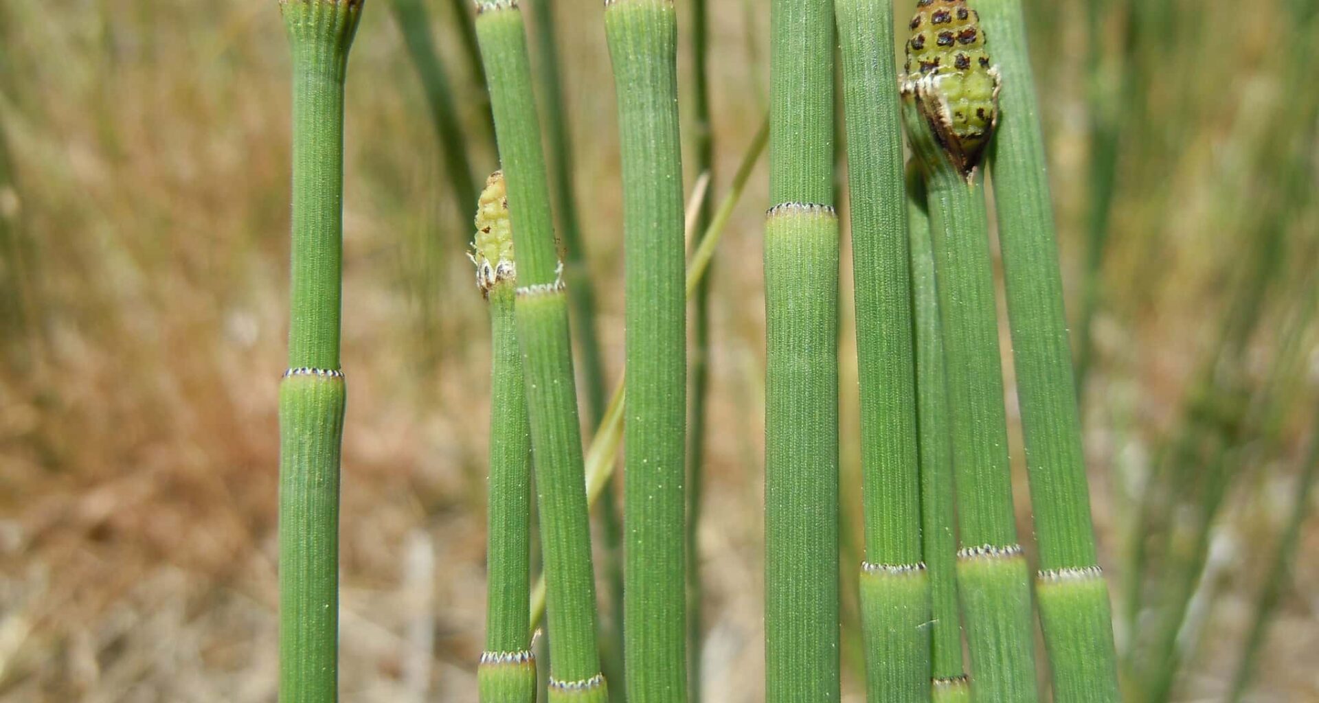 Ancient Weed Contains Water So Strange That Scientists Thought It Came From a Meteorite
