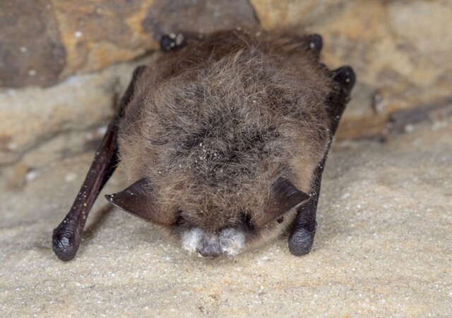 The fungus that causes white-nose syndrome in bats has been recently detected in a bat guano (droppings) sample collected in the Metro Vancouver area.