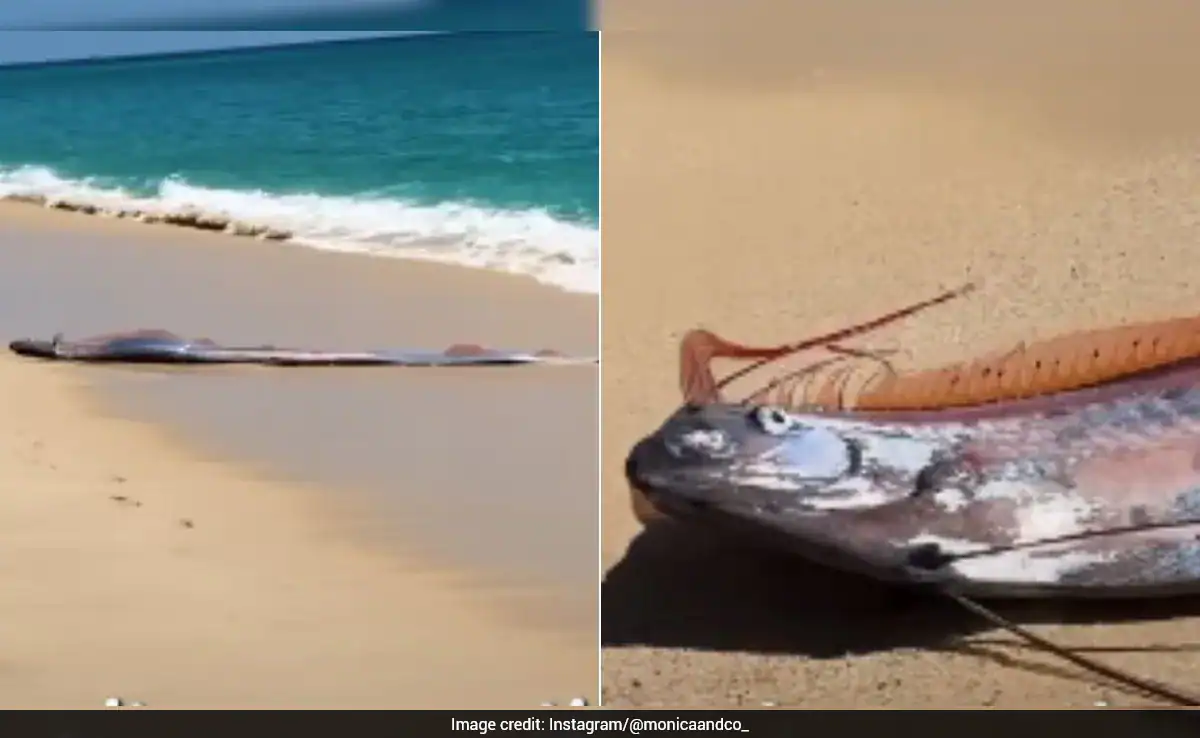 Rare 'Doomsday Fish' Sighting In Mexico Sparks Concern, Video Goes Viral