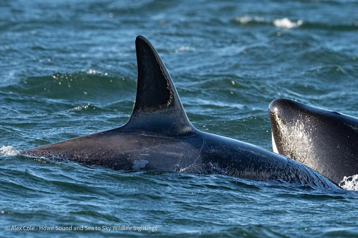 3 unidentified orcas spotted in Vancouver Harbour never before documented in B.C.