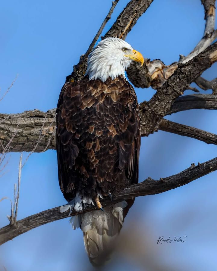 A bald eagle perches in a tree in the Airdrie area. Photo / Dy Run