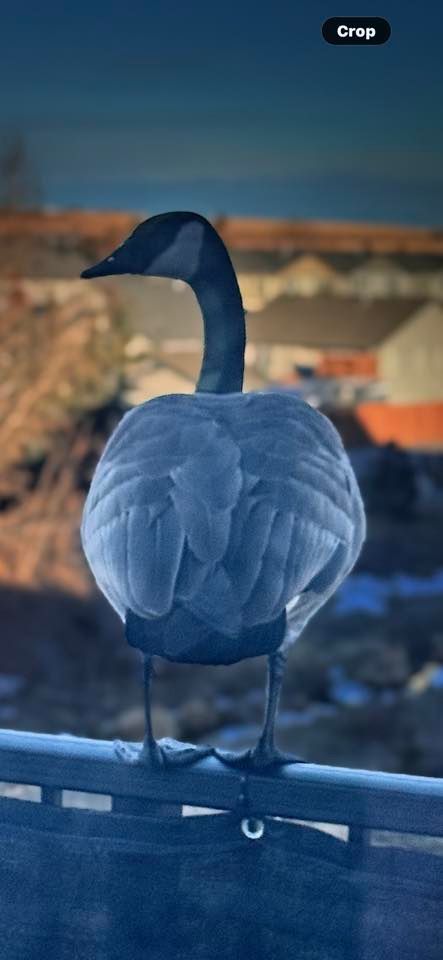A Canada goose stands on a third-floor balcony in the Willowbrook neighbourhood of Airdrie on March 10, 2025. Photo / Barbara Trudeau