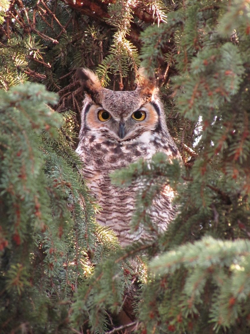 An owl perches in a tree at Elk Hill Playground in Airdrie on March 10, 2025. Photo / Angela Stone