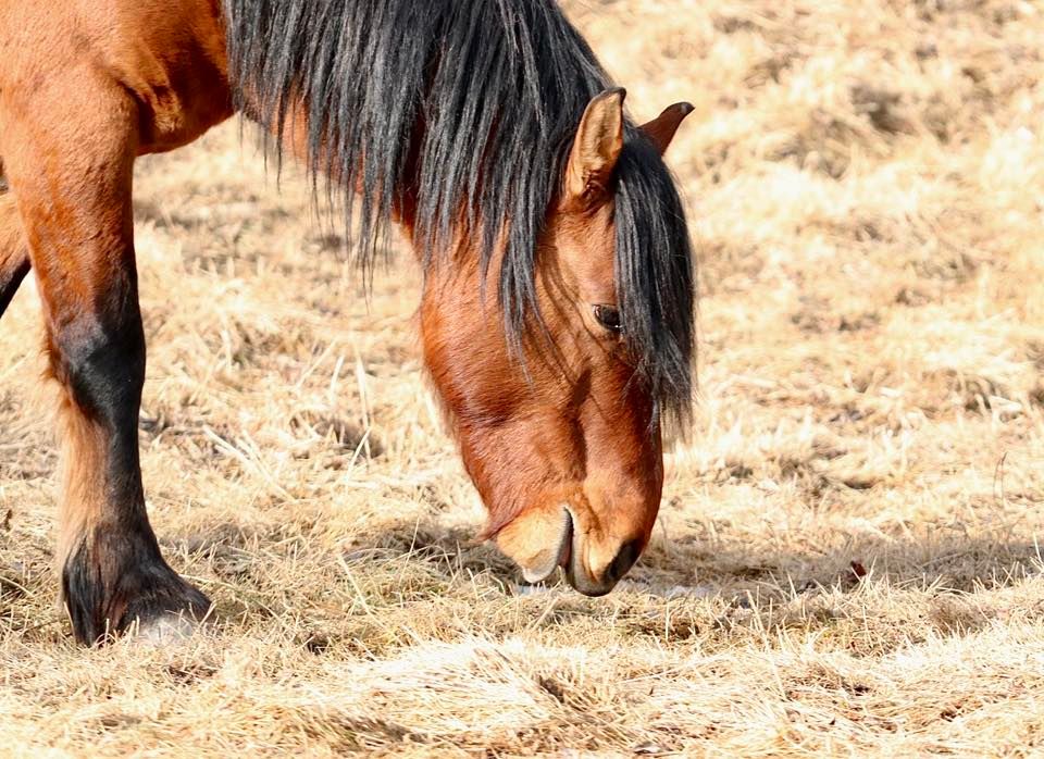 A horse grazes in northwest Airdrie on March 10, 2025. Photo / Barry Philpott