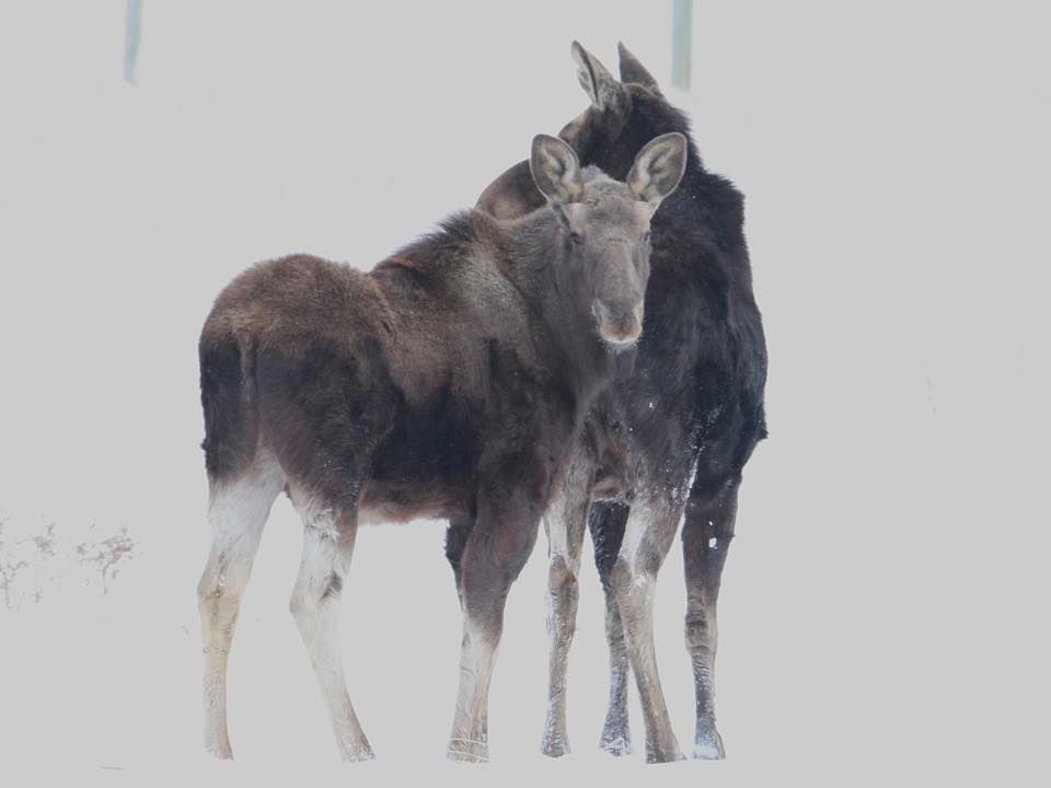 Moose stand within Airdrie city limits on Feb. 15, 2025. Photo / Michelle Brodie