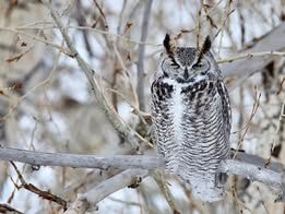 An owl perches in a tree in northwest Airdrie on Feb. 25, 2025. Photo / Michelle Brodie
