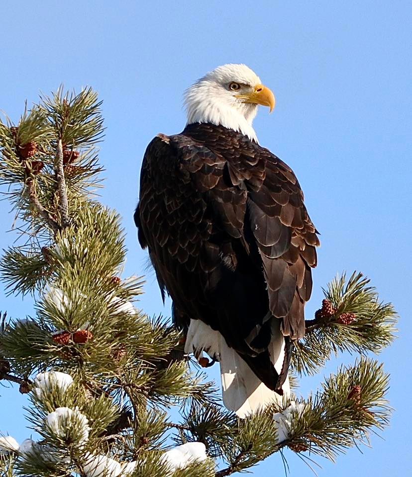 A bald eagle perches in a tree northwest of Airdrie on March 10, 2025. Photo / Barry Philpott