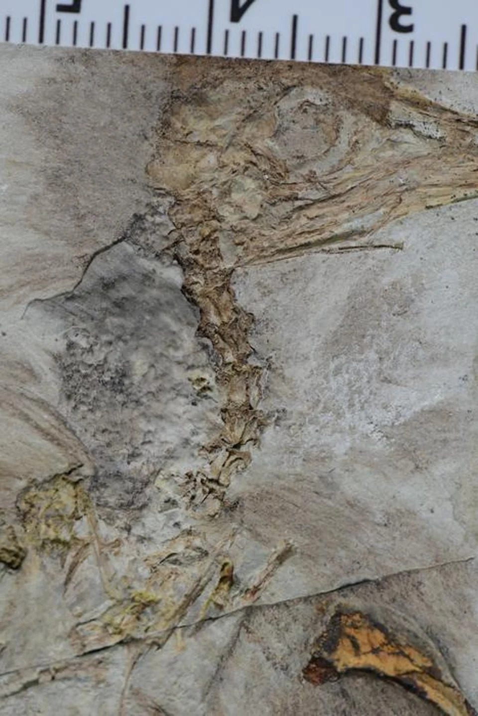 Mass of rocks in the throat of Chromeornis (Jingmai O'Connor)