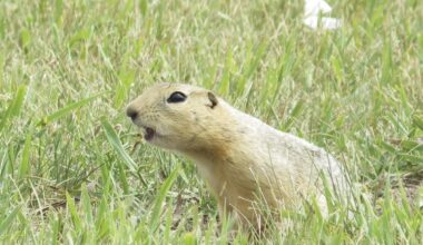 Ottawa allows temporary use of gopher poison in Alberta, Saskatchewan