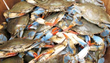 Study finds crabs hide to avoid cannibalism | National