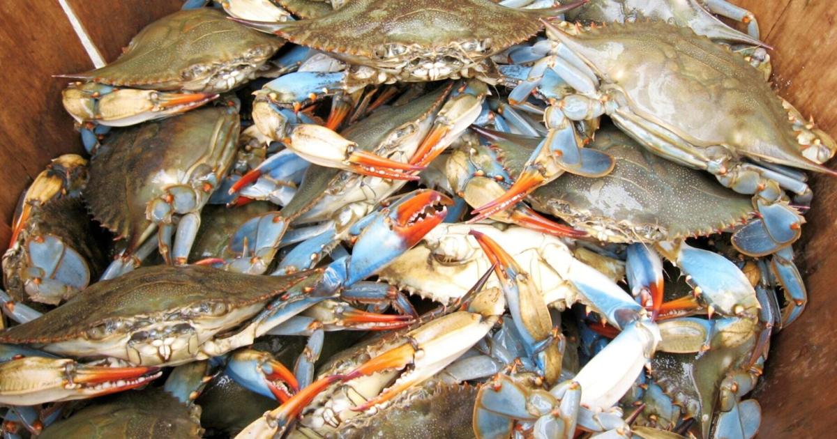Study finds crabs hide to avoid cannibalism | National