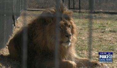 Lion family reunited at The Wildcat Sanctuary as new rescue arrives | Local & State News