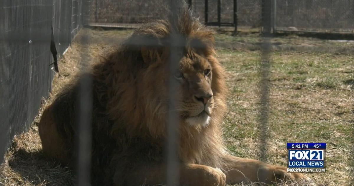 Lion family reunited at The Wildcat Sanctuary as new rescue arrives | Local & State News