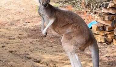 Chesney the kangaroo scales tall fence and flees petting zoo for three days on the lam - Toronto Star