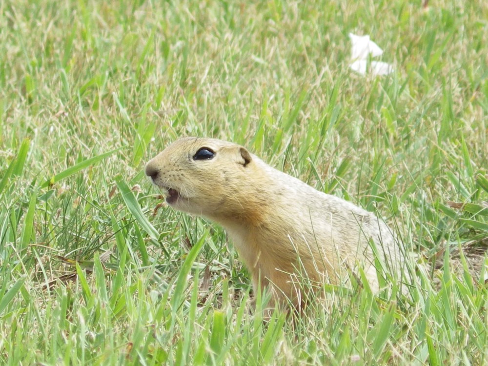 A Richardson's ground squirrel pokes up from its burrow on Monday, July 14, 2025, in a vacant lot in Minot, N.D. (AP Photo/Jack Dura)