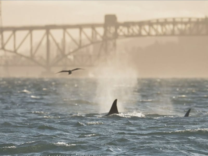 The orcas were first spotted circling in Vancouver’s Burrard Inlet.