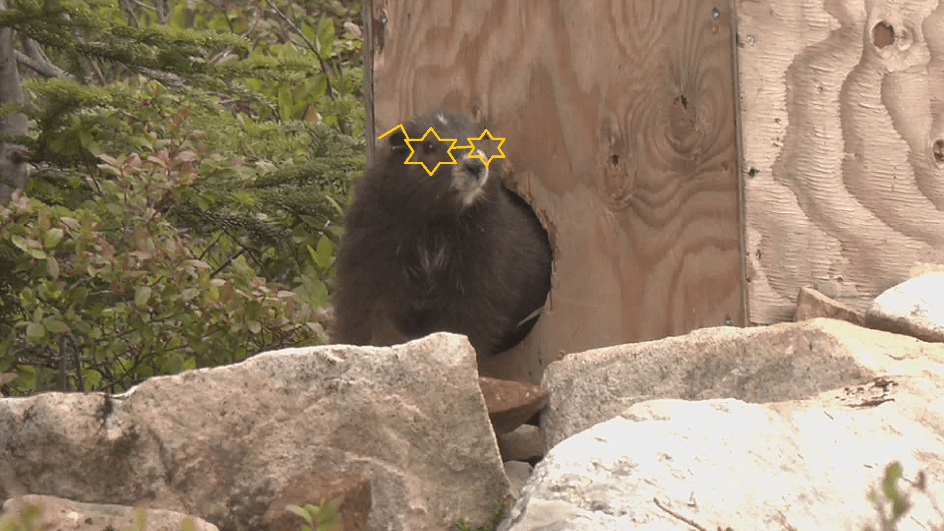 Click to play video: 'Vancouver Island marmot success story'