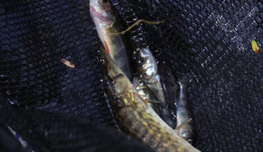 Trout catch at Kejimkujik decimated by invasion of voracious predator