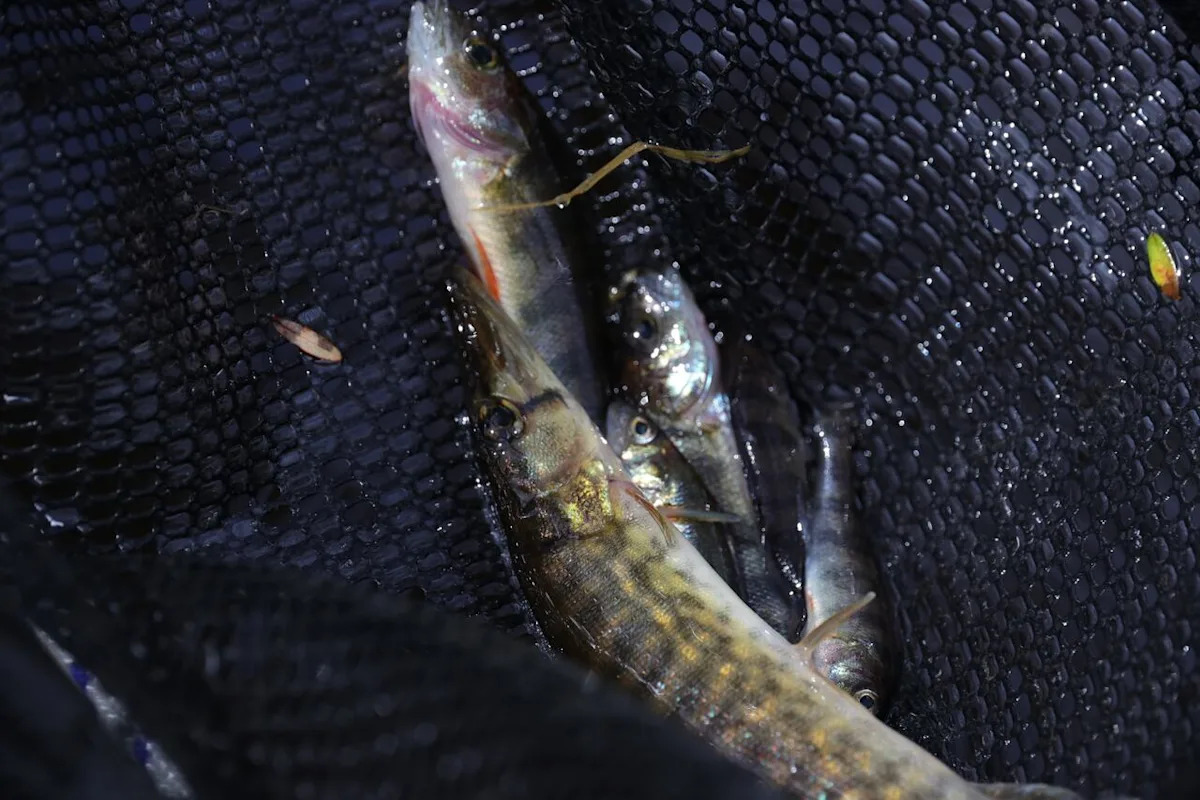 Trout catch at Kejimkujik decimated by invasion of voracious predator