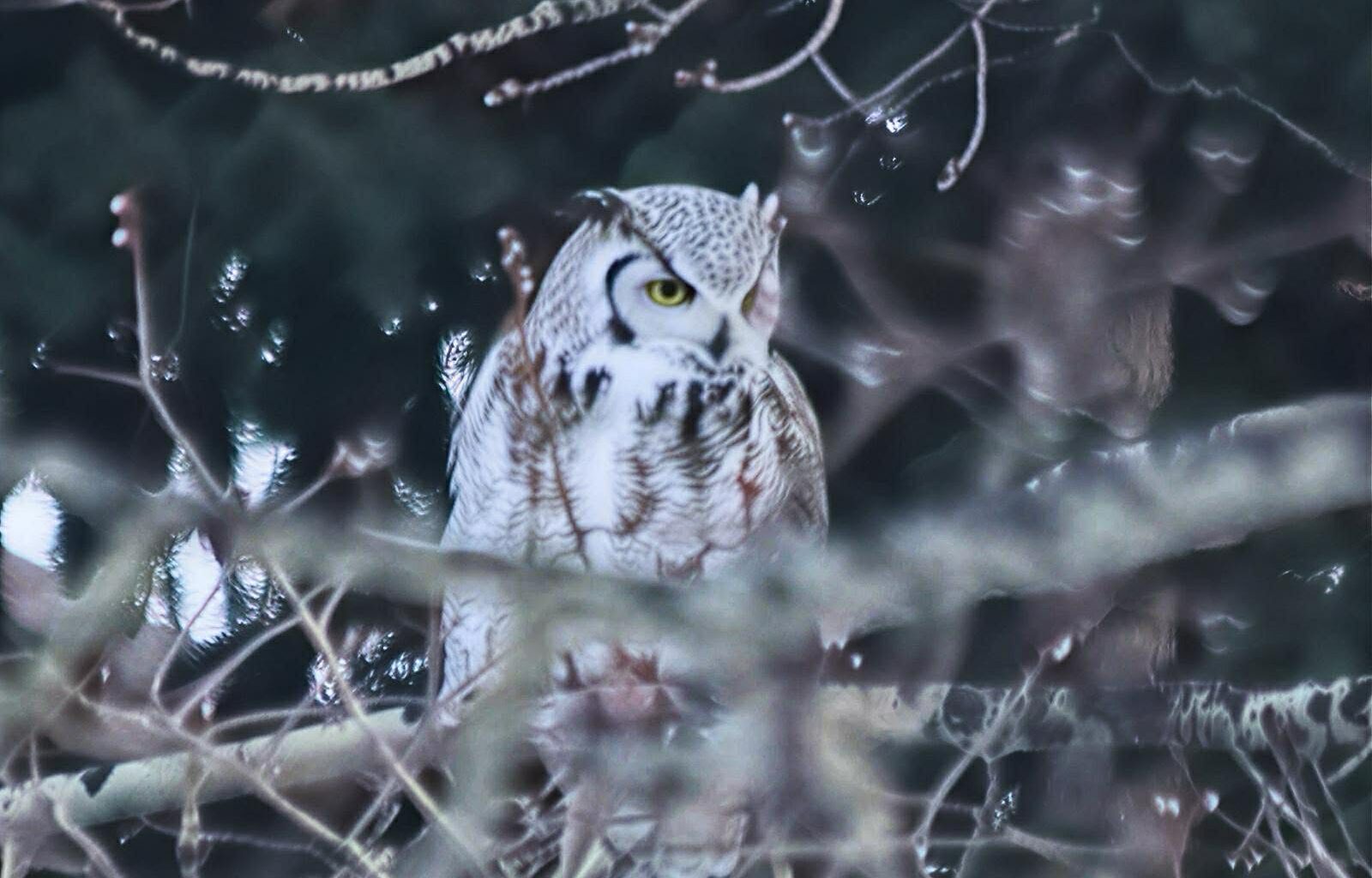After wolverine sighting west of Calgary, Airdrie residents share backyard wildlife - DiscoverAirdrie.com