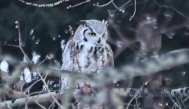After wolverine sighting west of Calgary, Airdrie residents share backyard wildlife - DiscoverAirdrie.com