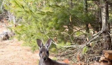 Chesney the kangaroo returns home after three days on the run