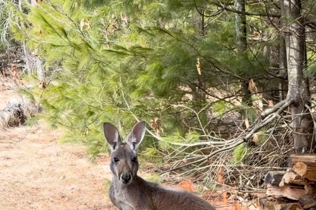 Chesney the kangaroo returns home after three days on the run