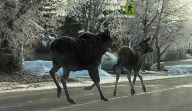 Moose on the loose in North Battleford