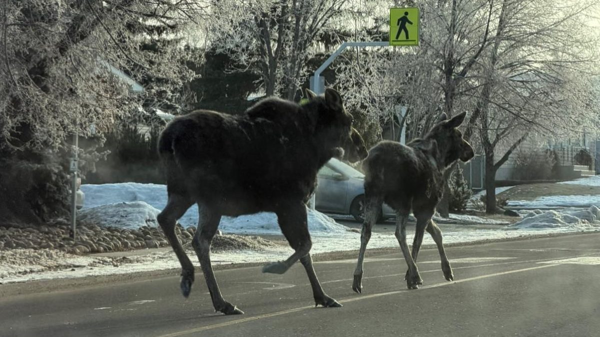 Moose on the loose in North Battleford