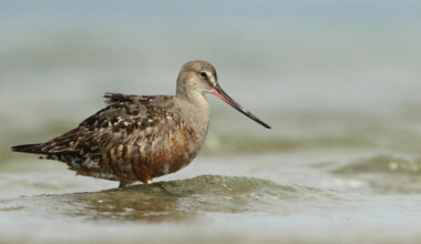 Forty new migratory species win international protection: UN body