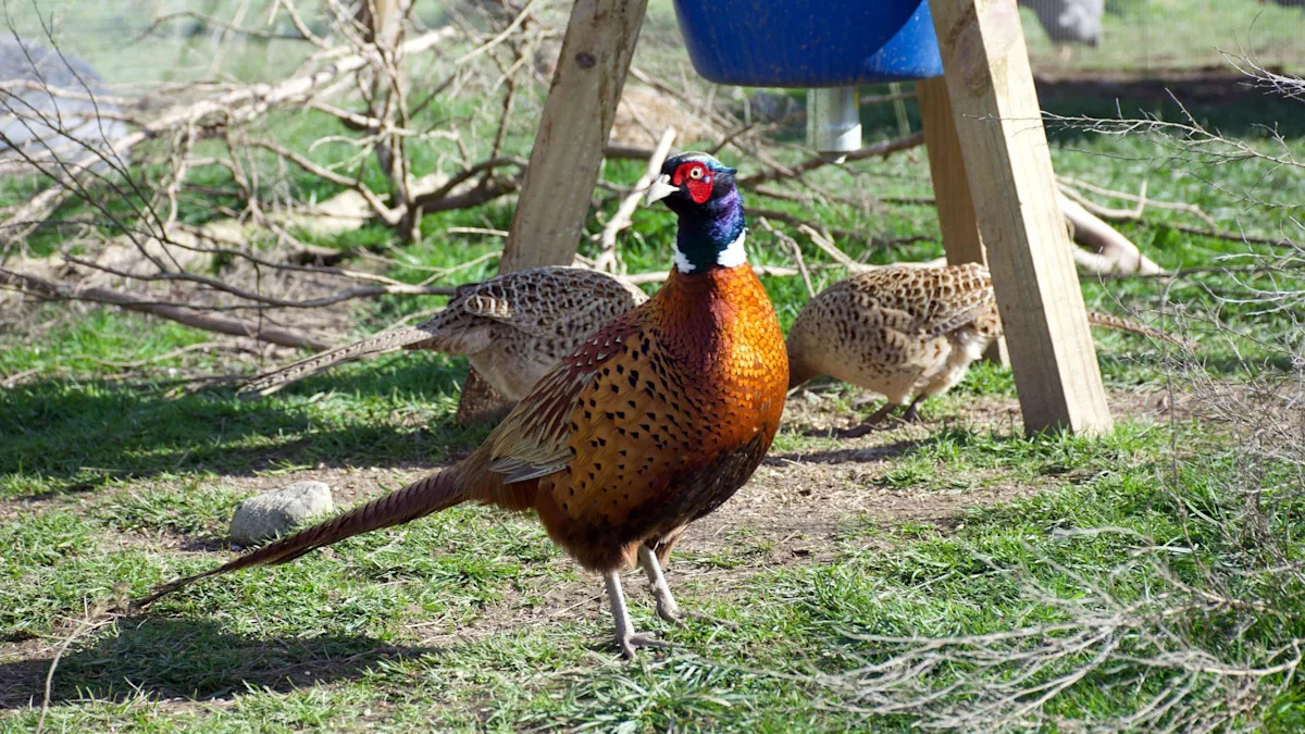 Pheasants to be culled in bird flu outbreak