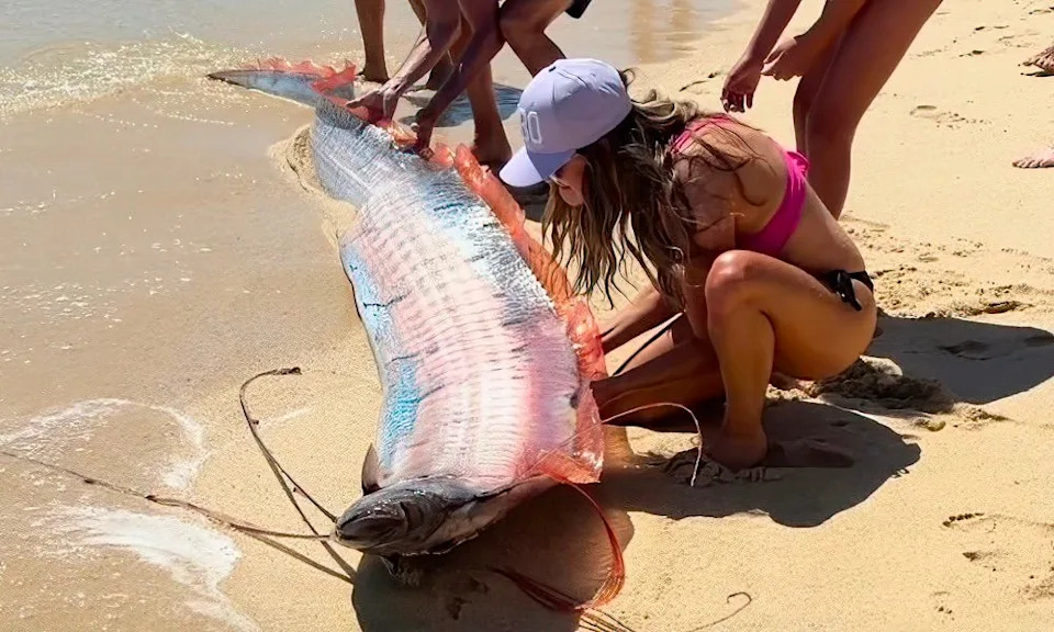 Cabo beachgoers attempt to rescue oarfish.