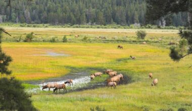 Some Sask. farmers to get winter elk hunting permits next year to protect land