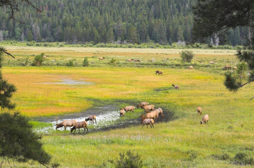 Some Sask. farmers to get winter elk hunting permits next year to protect land